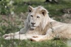 Lion-Blanc-1.jpg