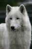 Loup-Arctique-4.jpg