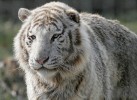 Tigre-Blanc-1.jpg